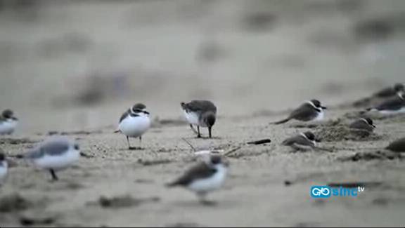 La contaminación por hidrocarburos en la costa gallega se disparó cinco años después del Prestige