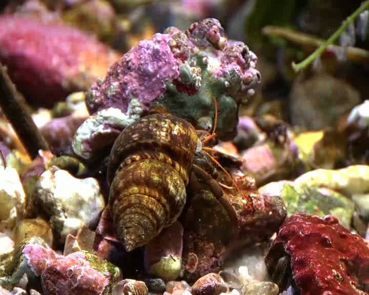La diversidad biológica en el planeta desde diferentes perspectivas