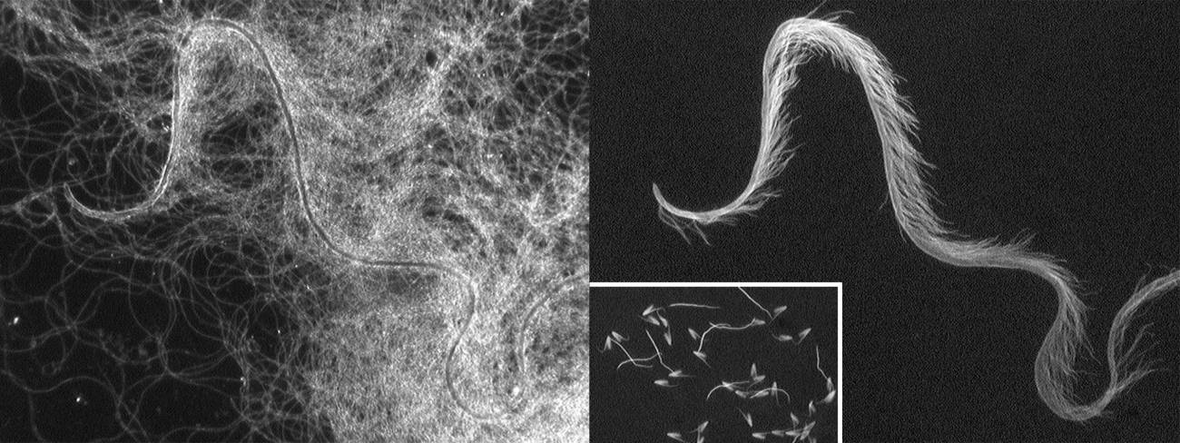 La evolución del esperma en escarabajos está dirigida por los genitales femeninos