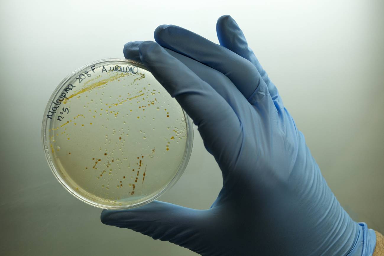 Muestra obtenida en la expedición.