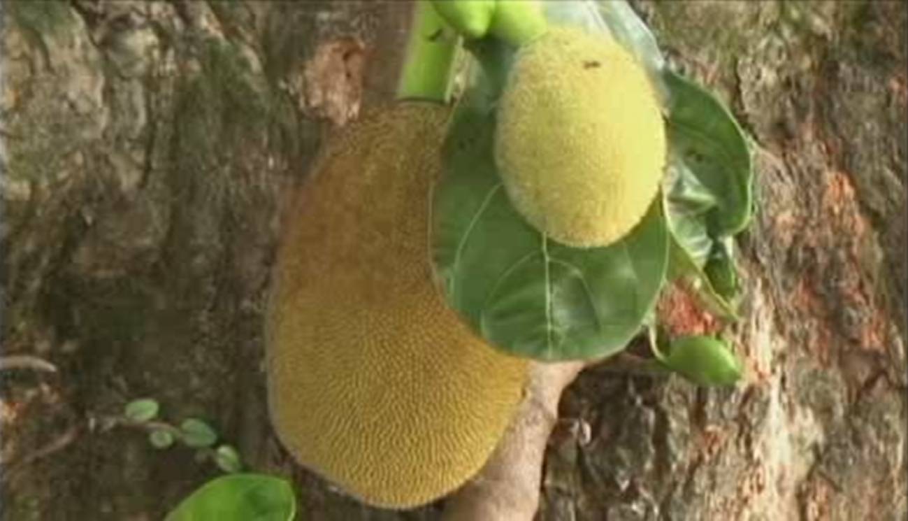 La flora de Brasil, al alcance de un click