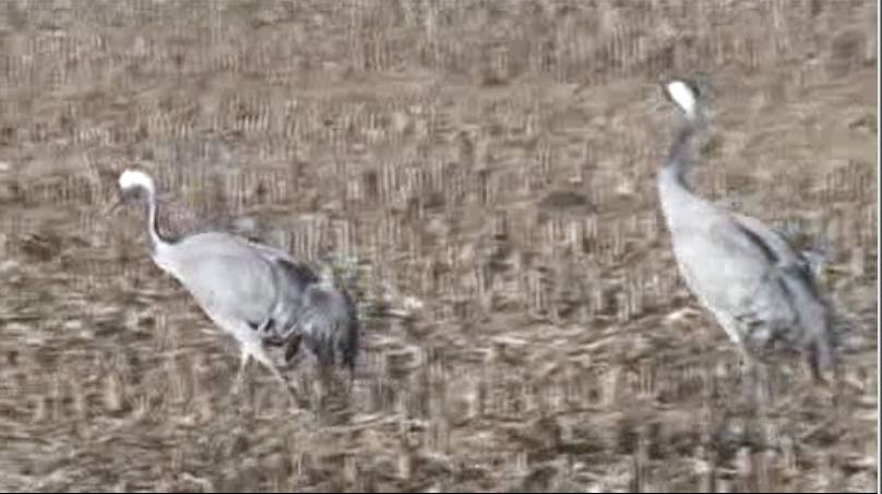Grulla común