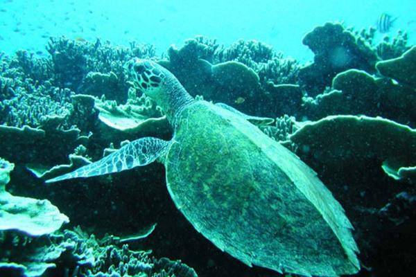La lucha diaria por la supervivencia de la tortuga marina de Filipinas