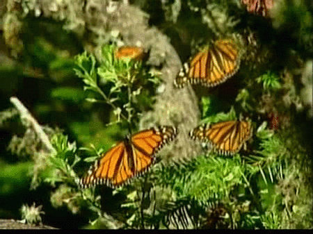 La mariposa monarca, amenazada