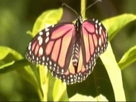 La mariposa monarca está amenazada