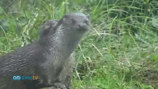 La nutria se recupera en Andalucía