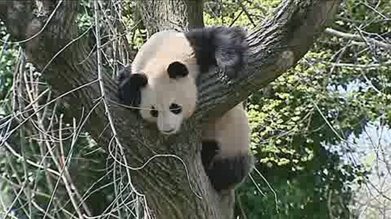 La oso panda del zoo de Madrid, inseminada de forma artificial