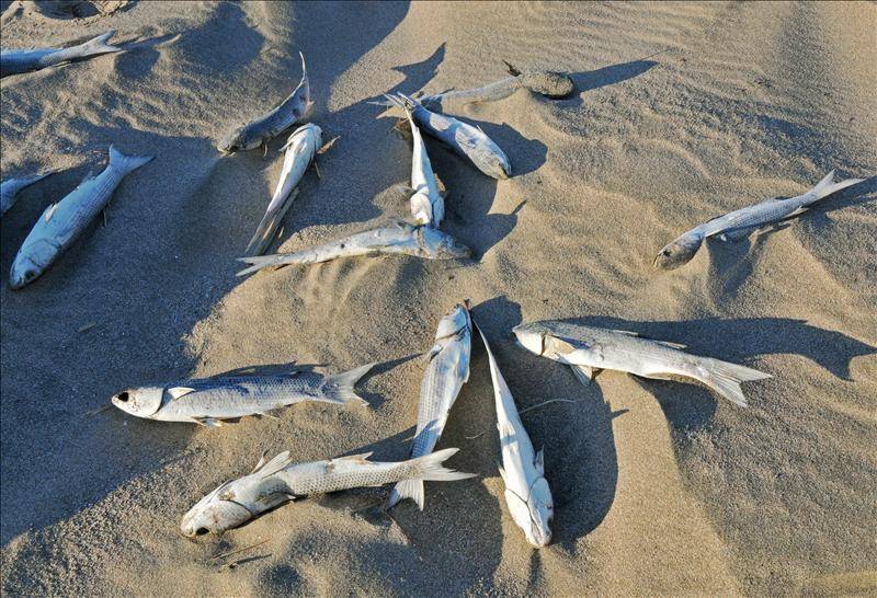 La playa de Pals aparece cubierta de peces muertos en varios puntos