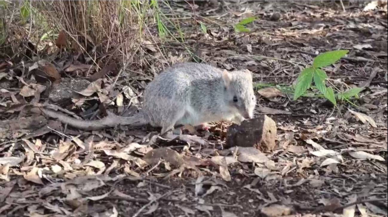 El bettong en peligro de extinción