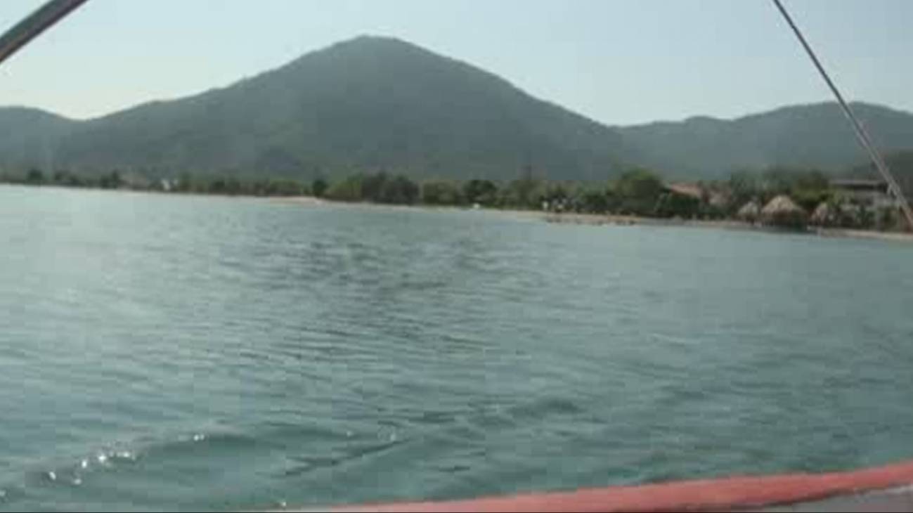  Reaparición de tortuga carey en golfo de Fonseca