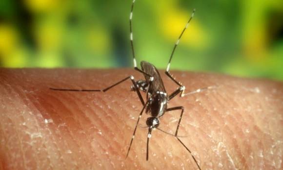 La vacuna contra el Zika podría tardar dos o tres años