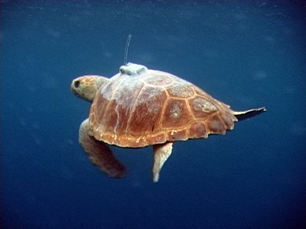 La vuelta a la libertad de la tortuga boba tiene un precio