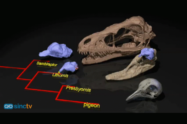 Las aves heredaron el olfato de los dinosaurios