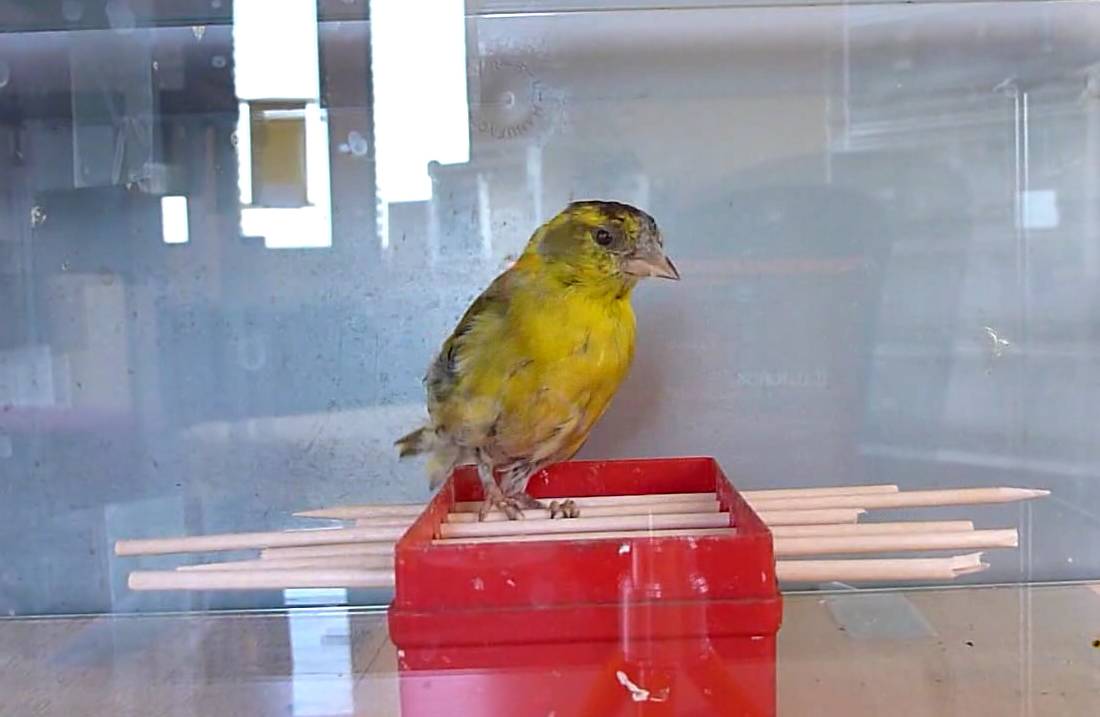 Las aves más ingeniosas son más sexys 