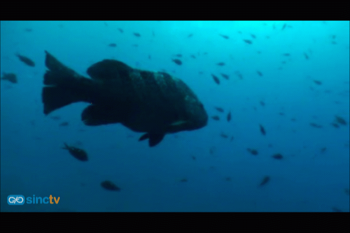 Las islas Kermadec comienzan a desvelar sus secretos marinos