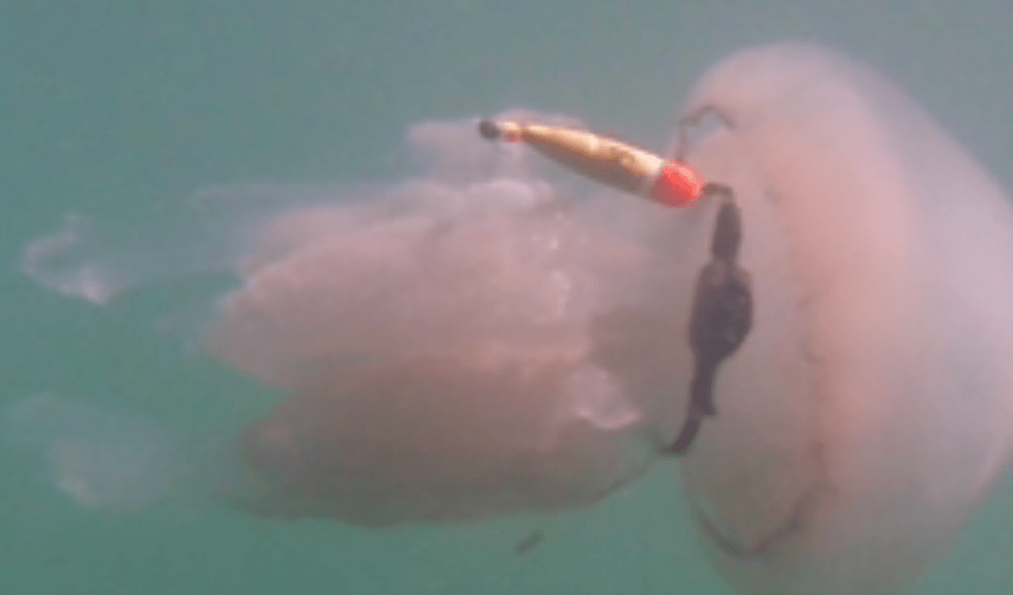Medusas