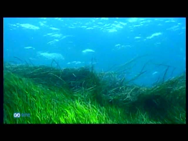 Las praderas de Posidonia reflejan el nivel de contaminación del Mediterráneo
