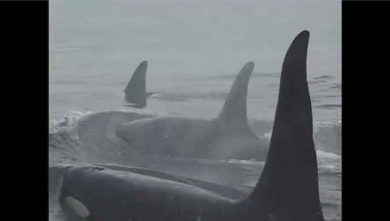 Orcas y menopausia.