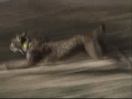 Liberado un lince de Sierra Morena en Doñana