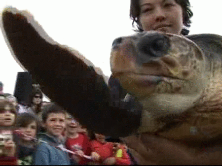 Liberan a seis tortugas marinas en una playa de Premià de Mar (Barcelona)