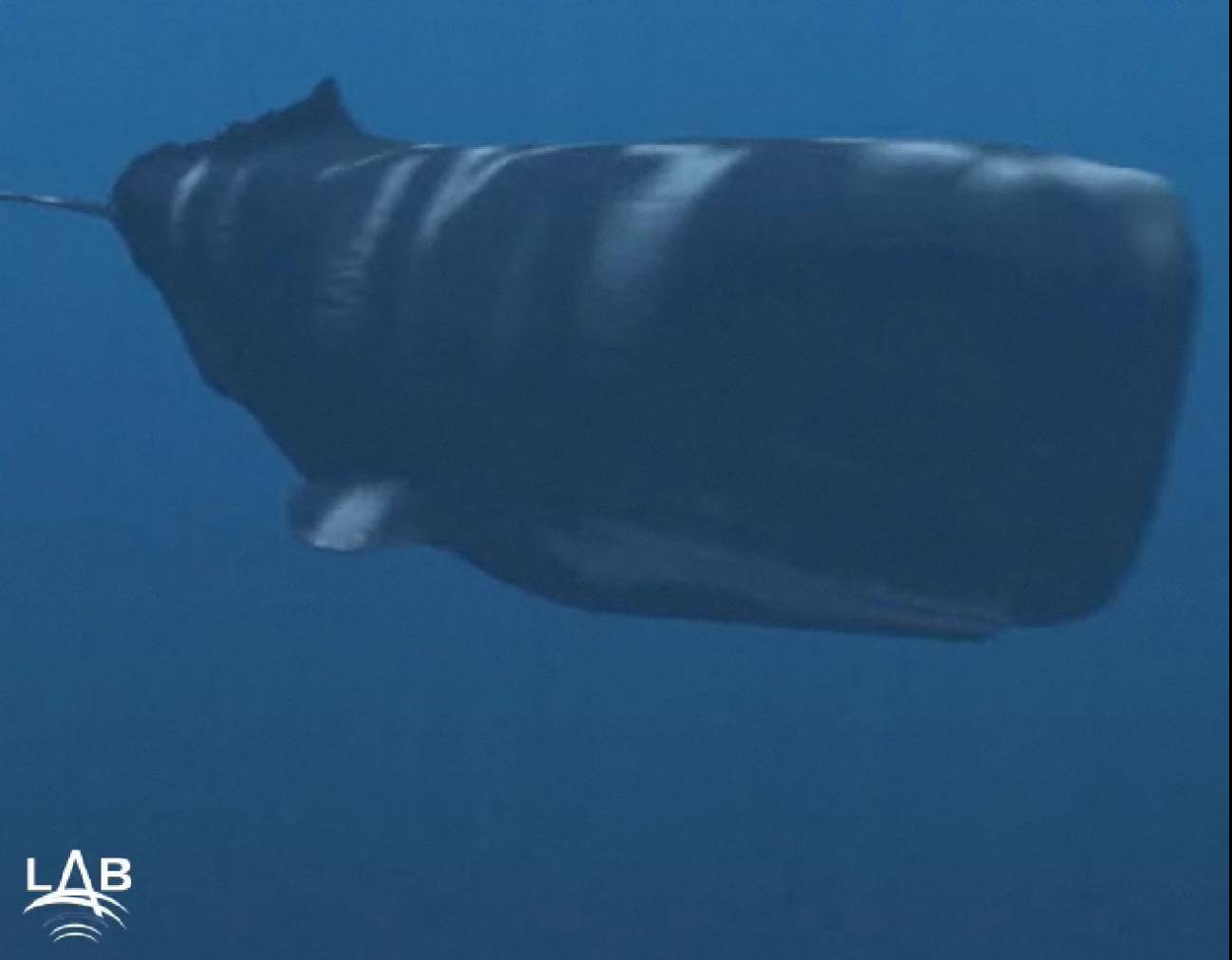 Imágenes de la página web del proyecto http://listentothedeep.com