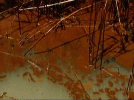 Localizan chapapote en las marismas de Luisiana y Missipi