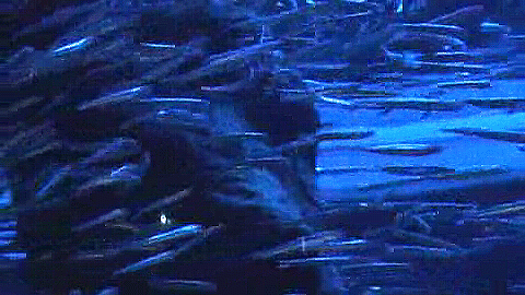 Logran mantener anchoas en cautividad