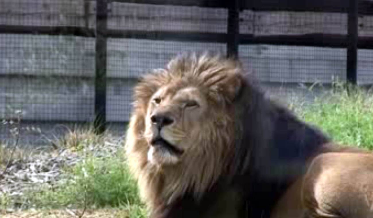 Los animales del zoo de París estrenan libertad