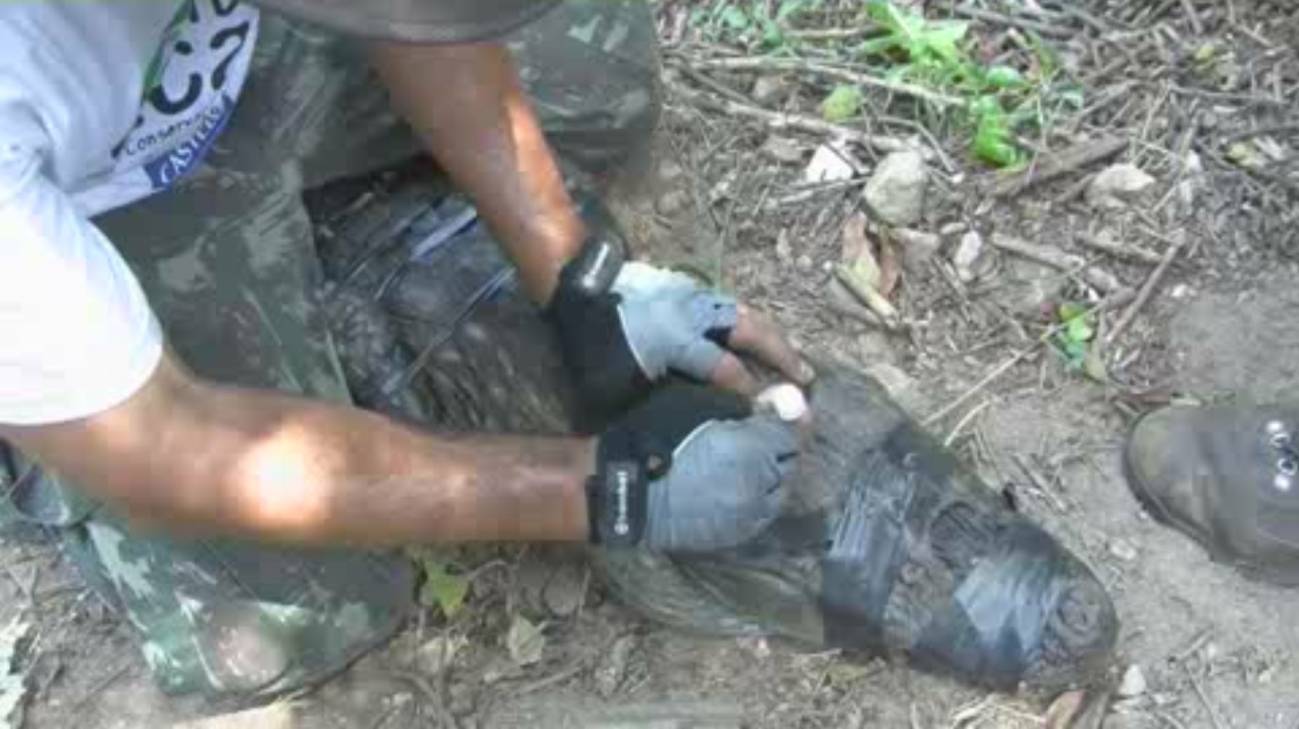 Los caimanes de Río de Janeiro, amenazados por la contaminación