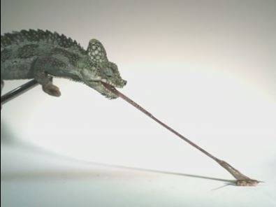Trioceros hoehnelii lanza su lengua./ Christopher Anderson