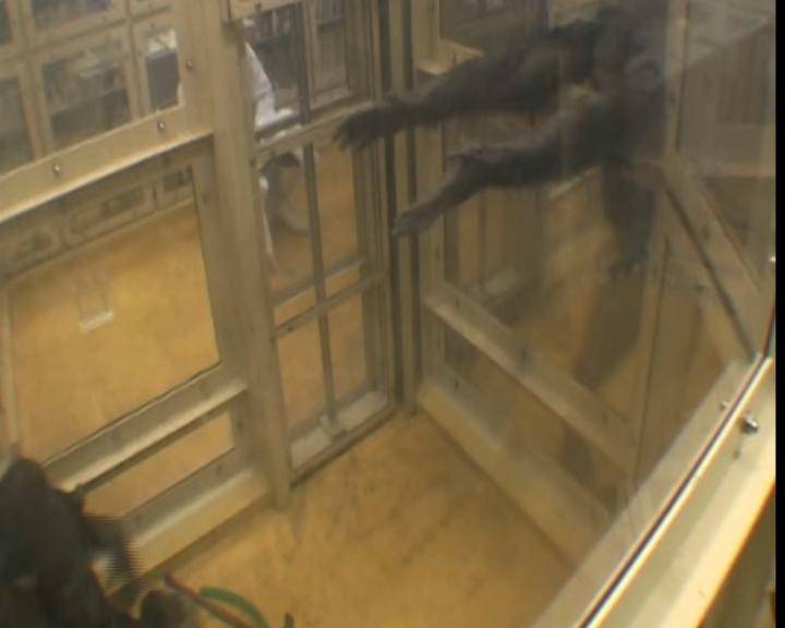Los chimpancés comprenden la ayuda que sus congéneres necesitan