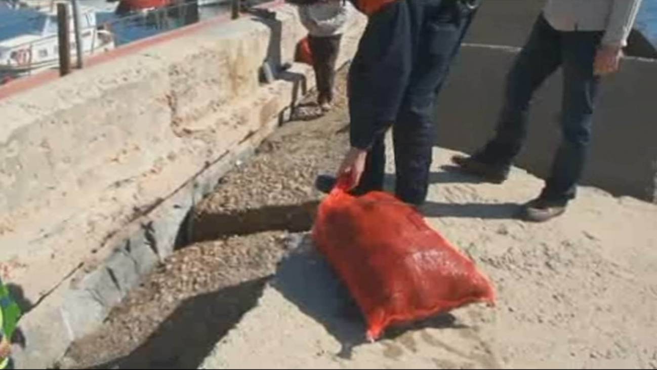 Los Mossos luchan contra la pesca furtiva de erizos de mar 