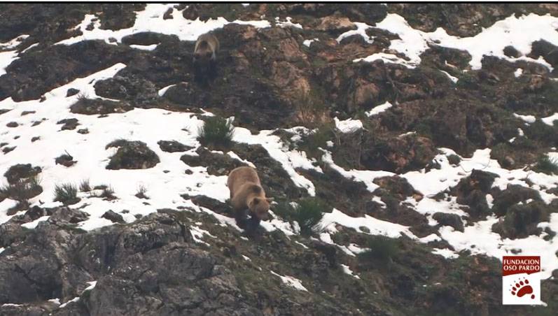 Los osos cantábricos salen de la hibernación