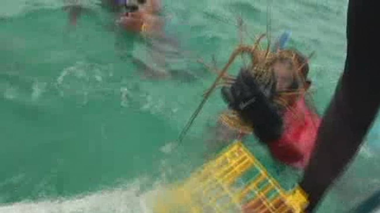 Los pescadores quieren proteger esta langosta