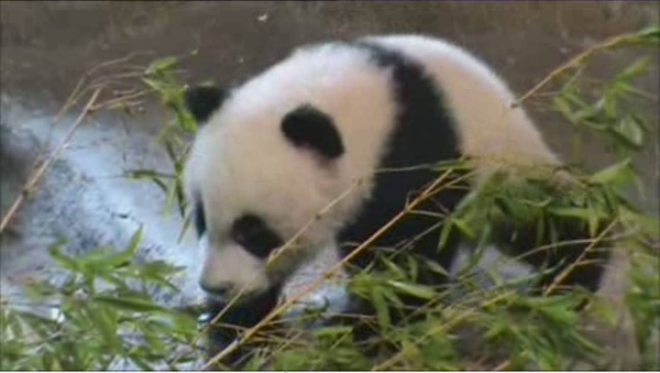 Los primeros pasos de un bebé panda