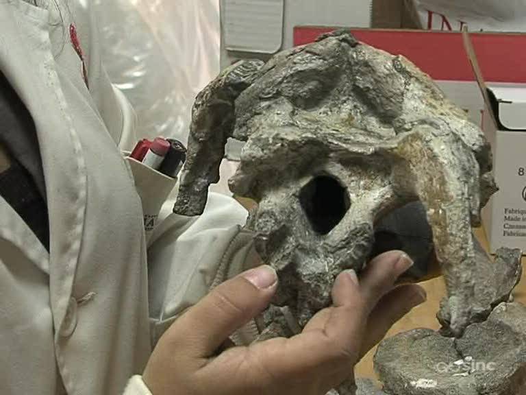 Los últimos hadrosaurios de Europa vivieron en la Península Ibérica