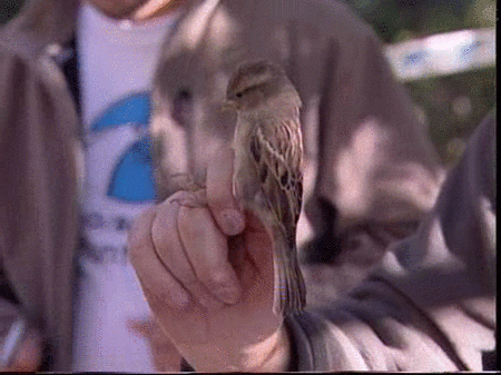 Madrid celebra el Día Mundial de las Aves