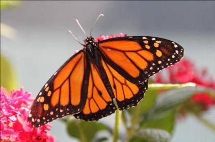 Mariposas latinoamericanas destacan en el Museo de Historia Natural Los Ángeles 