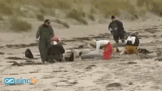 Ballenas, piloto, varadas, irlanda