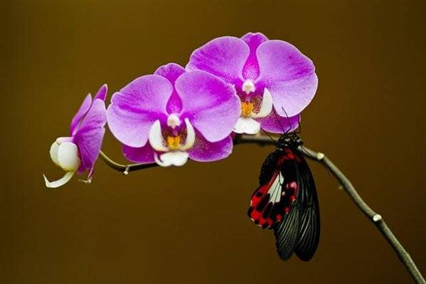 Más de cien especies de varios continentes en el mayor mariposario de España 