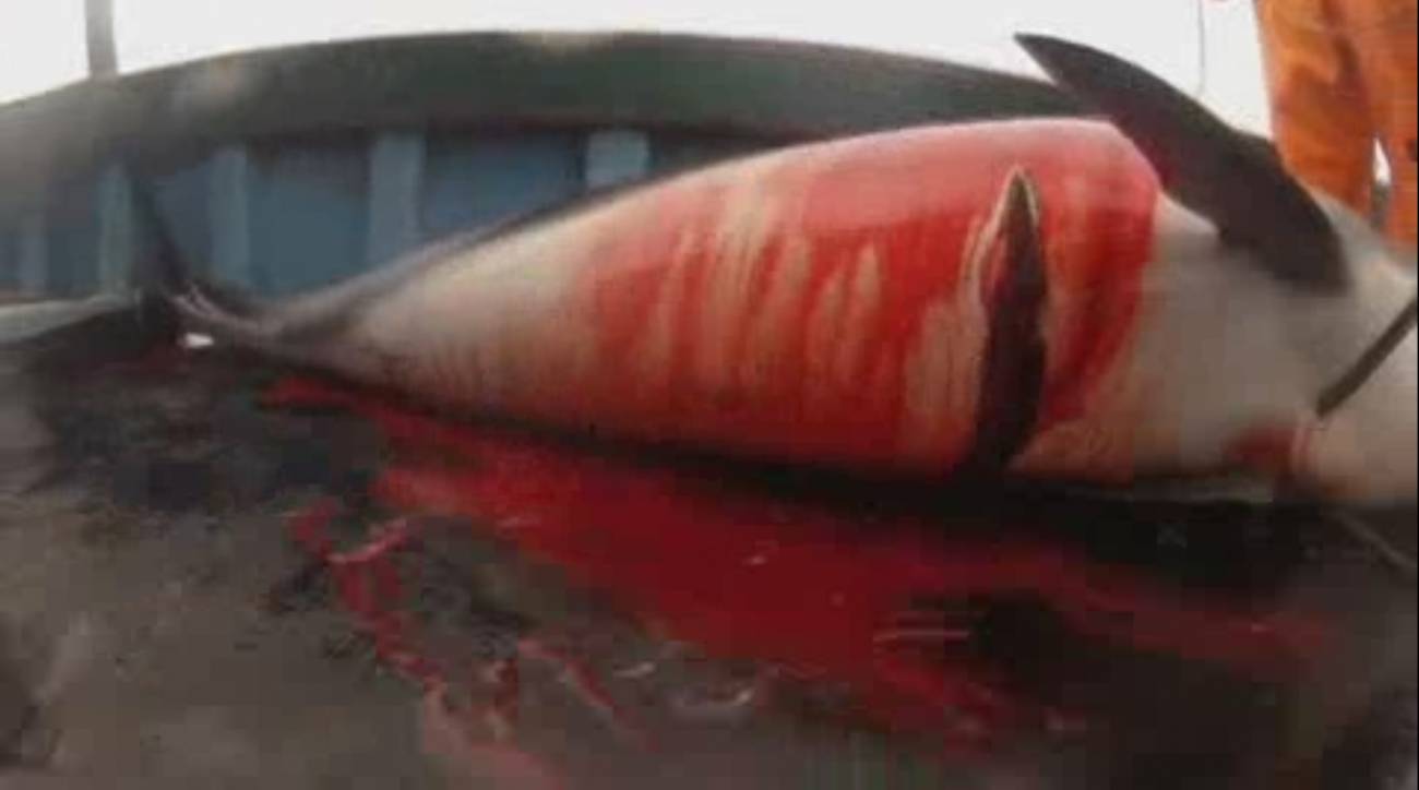 Matanza de delfines en Perú para la pesca de tiburones