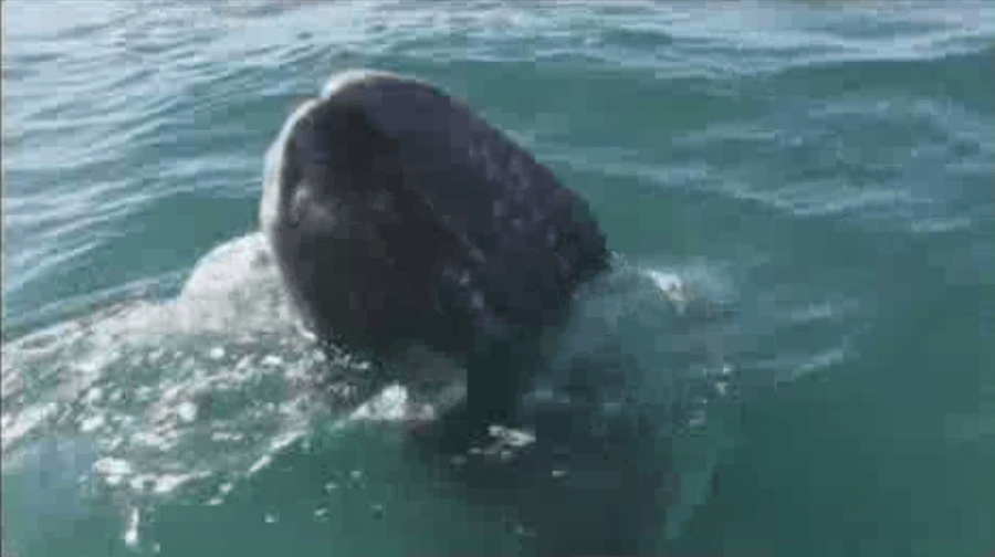 México vive una de las mejores temporadas de avistamiento de ballena gris