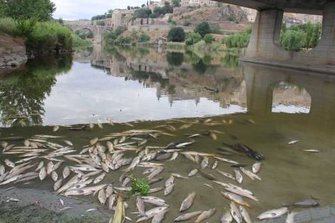 Miles de peces aparecen muertos en el Tajo en Toledo 