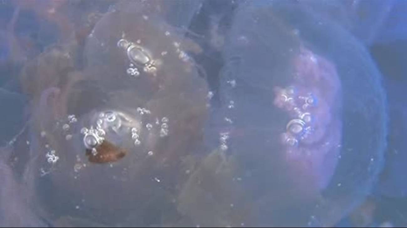 Miles de personas atendidas por una plaga de medusas en la Costa del Sol