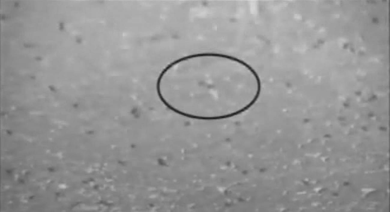 Imagen en blanco y negro en la que se ven dos puntitos negros (dos moscas) capturados por un murciélago