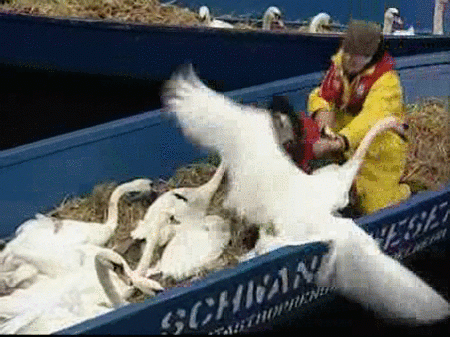 Mudanza para los cisnes de Hamburgo