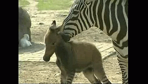 Nace un 'ceburro', cruce de cebra y burro