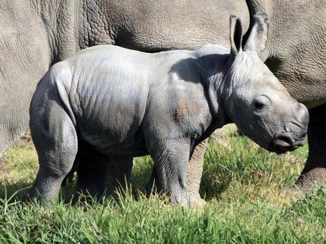 Nace un rinoceronte blanco en Australia