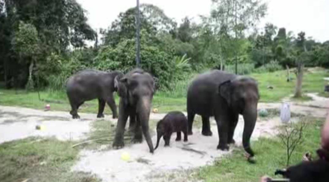 Nace la primera cría de elefante en 6 años en Singapore