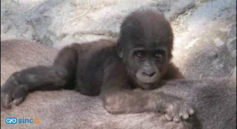 Nace una cria de gorila en el Zoo Aquarium de Madrid